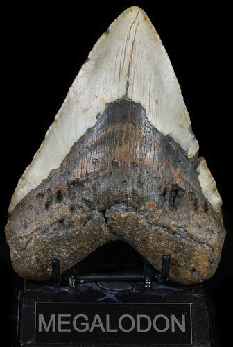 Huge, Megalodon Tooth - North Carolina #54783